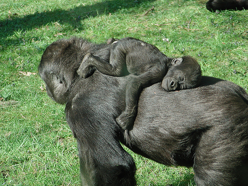 photo credit: Baby gorilla sleeping via photopin (license)