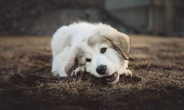 shallow focus photo of long coated white and gray puppy