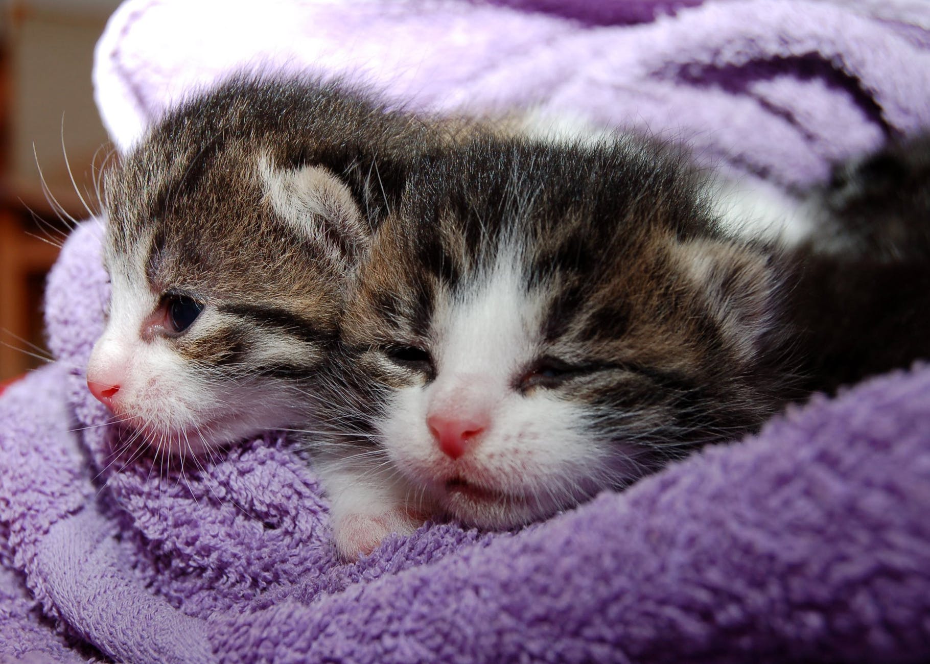 black brown and white kittens in purple towel